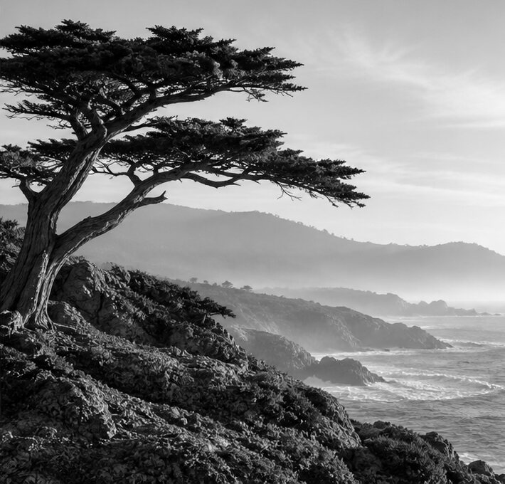 A coastal cypress leaning over a rocky shoreline, in monochrome.