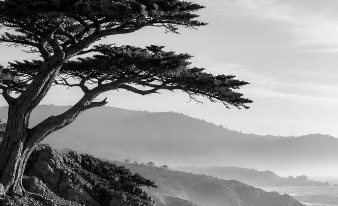 A wind-shaped coastal cypress on a rocky headland above the sea, in monochrome.